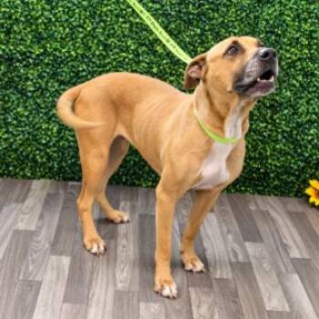 Mona -  Labrador Retriever Dog for Adoption in Chesapeake, Virginia - Mona | PetCurious