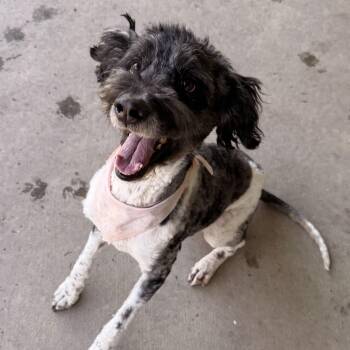 Bernadoodle Dogs Available for Adoption - Walker | PetCurious