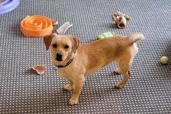 Roxy -  Mixed Breed Dog for Adoption in Rigaud, Quebec - Roxy | PetCurious