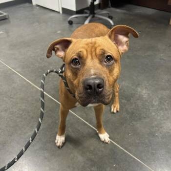 Mixed Breed Dogs Available for Adoption in Dickinson, Texas - Copper | PetCurious