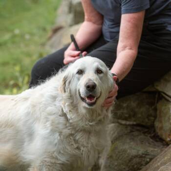Rita -  Golden Retriever Dog for Adoption in Chester Springs, Pennsylvania - Rita | PetCurious