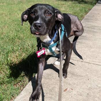 Patty -  Labrador Retriever and Mixed Breed Dog for Adoption in Wake Forest, North Carolina - Patty | PetCurious