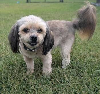 Buddy -  Shih Tzu and Yorkshire Terrier Dog for Adoption in Hopkinton, Massachusetts - Buddy | PetCurious