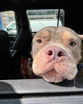 143 (I Love You) -  American Bully Dog for Adoption in New York, New York - 143 (I Love You) | PetCurious