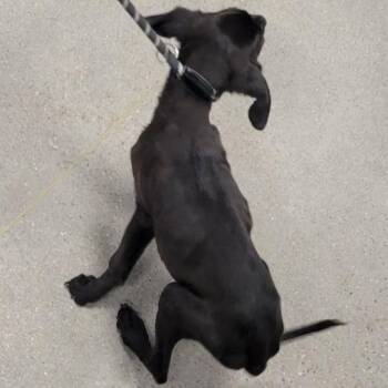 Mixed Breed Dogs Available for Adoption - Rigel | PetCurious