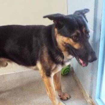 Rescue German Shepherd Dog Dogs for Adoption in Green Valley, Arizona - Rex | PetCurious