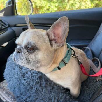 Finn -  French Bulldog Dog for Adoption in Huber Heights, Ohio - Finn | PetCurious
