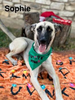 Rescue Belgian Shepherd Malinois and Anatolian Shepherd Dogs for Adoption in Denver, Colorado - Sophie | PetCurious