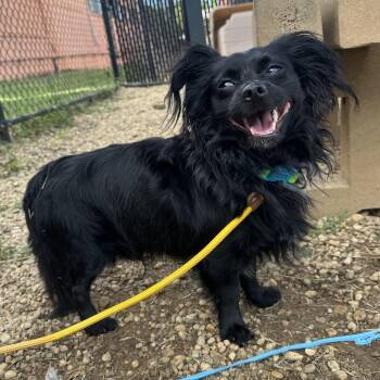 Louie -  Chihuahua Dog for Adoption in Philadelphia, Pennsylvania - Louie | PetCurious