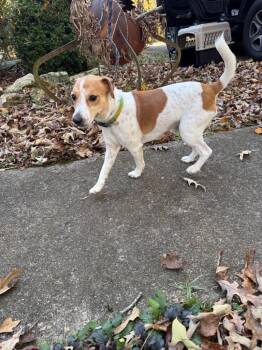 Rescue Jack Russell Terrier Dogs for Adoption in Powder Springs, Georgia - Kylo | PetCurious
