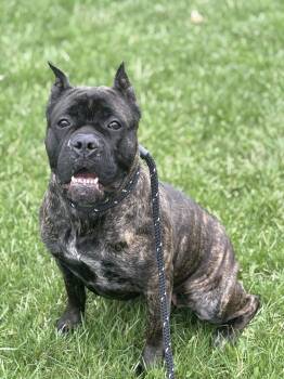Rescue Mastiff Dogs for Adoption in Wooster, Ohio - Gemma | PetCurious