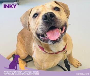 Rescue Pit Bull Terrier Dogs for Adoption in Eighty Four, Pennsylvania - Inky | PetCurious
