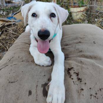 Hope -  Labrador Retriever Dog for Adoption in Austin, Texas - Hope | PetCurious