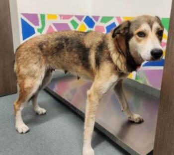 BUTTERCUP -  Husky and German Shepherd Dog Dog for Adoption in Baytown, Texas - BUTTERCUP | PetCurious