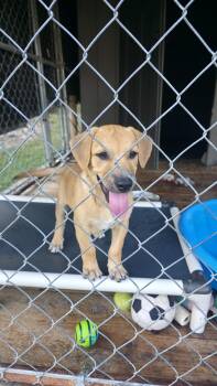 Victor -  Labrador Retriever and Golden Retriever Dog for Adoption in Dittmer, Missouri - Victor | PetCurious