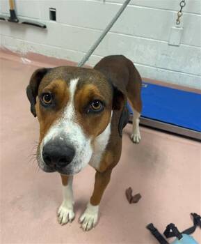 Rescue Mixed Breed Dogs for Adoption in Columbia, South Carolina - WILLOW | PetCurious