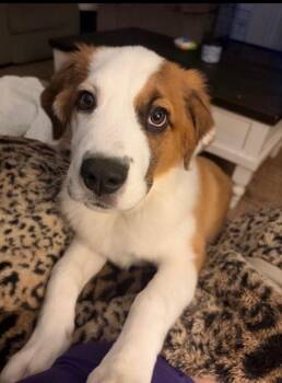 Saint Bernard and Australian Shepherd Dogs Available for Adoption - Tilly | PetCurious
