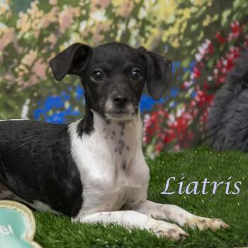 Rat Terrier and Mixed Breed Dogs Available for Adoption in Lebanon, Tennessee - Liatris D23-096 | PetCurious