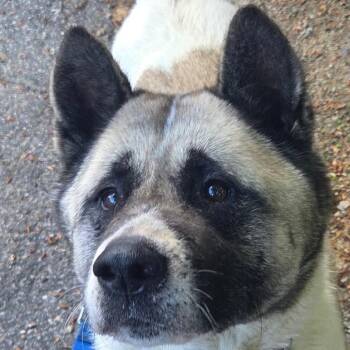 Willow -  Akita Dog for Adoption in Kennebunk, Maine - Willow | PetCurious