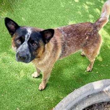 Roger -  Mixed Breed Dog for Adoption in Oakland, California - Roger | PetCurious