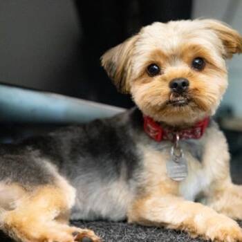 Sunny -  Yorkshire Terrier Dog for Adoption in Toronto, Ontario - Sunny | PetCurious