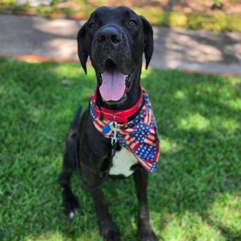 Red -  Great Dane Dog for Adoption in Bullard, Texas - Red | PetCurious