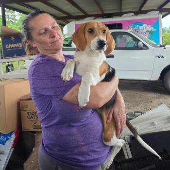 Beagle Dogs Available for Adoption in Hinesville, Georgia - Millie | PetCurious