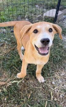 Georgia : Savannah -  Shepherd and Labrador Retriever Dog for Adoption in Aurora, Indiana - Georgia : Savannah | PetCurious