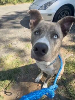 Rescue Husky and Mixed Breed Dogs for Adoption in Pomona, New York - Dodger | PetCurious