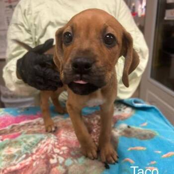 Mixed Breed Dogs Available for Adoption in Knoxville, Tennessee - Taco | PetCurious