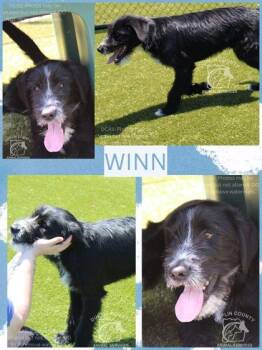 Mixed Breed Dogs Available for Adoption in Kenansville, North Carolina - WINN | PetCurious