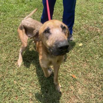 Jimothy -  Shepherd and Mixed Breed Dog for Adoption in Buffalo, Minnesota - Jimothy | PetCurious