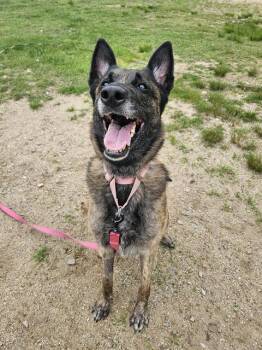 DESDAMONA -  Dutch Shepherd Dog for Adoption in Barnstable, Massachusetts - DESDAMONA | PetCurious