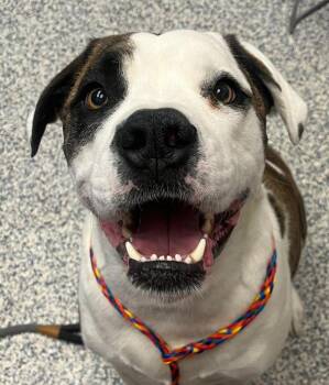 Goji -  Boxer and Great Dane Dog for Adoption in Golden, Colorado - Goji | PetCurious