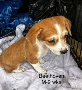 Chihuahua and Cavalier King Charles Spaniel Dogs Available for Adoption - Beethoven Legends | PetCurious