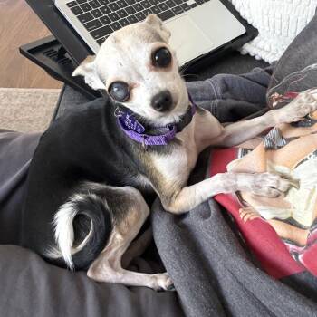 Marilyn -  Chihuahua and Mixed Breed Dog for Adoption in San Francisco, California - Marilyn | PetCurious