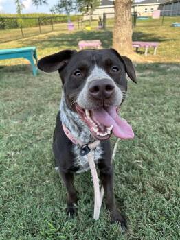 Lucille -  Cattle Dog Dog for Adoption in Evansville, Indiana - Lucille | PetCurious