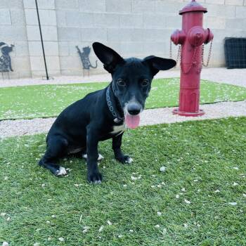 Gidget -  Chihuahua and Australian Cattle Dog Blue Heeler Dog for Adoption in Las Vegas, Nevada - Gidget | PetCurious