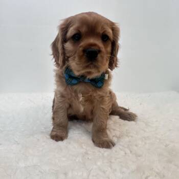Cavalier King Charles Spaniel Dogs Available for Adoption in Wrightstown, New Jersey - Brewster | PetCurious