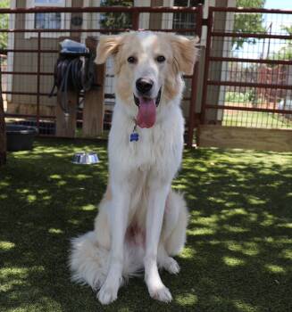 Steve -  Great Pyrenees Dog for Adoption in Fort Worth, Texas - Steve | PetCurious