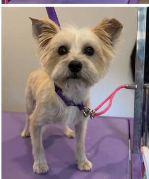 Rescue Yorkshire Terrier Dogs for Adoption in Olympia, Washington - Rory | PetCurious