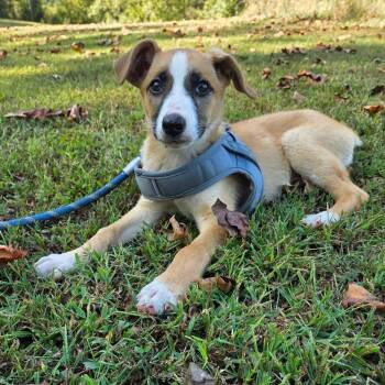 Willow -  Mixed Breed Dog for Adoption in Hopkinton, Massachusetts - Willow | PetCurious