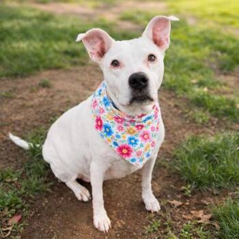 Terrier and Mixed Breed Dogs Available for Adoption in Merriam, Kansas - Sophie | PetCurious