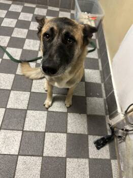 Rescue Belgian Shepherd Malinois Dogs for Adoption in Los Angeles, California - Ellie | PetCurious