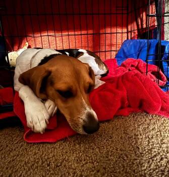 Sonja -  Beagle Dog for Adoption in Odessa, Florida - Sonja | PetCurious