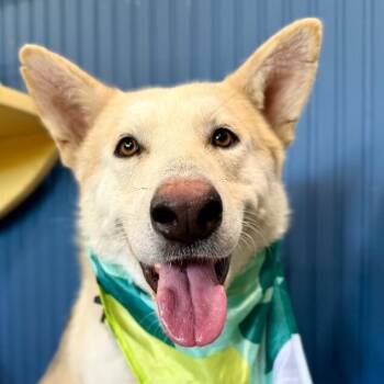 German Shepherd Dog and Husky Dogs Available for Adoption in Friendswood, Texas - Titan The Toasted Marshmallow | PetCurious
