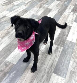 Labrador Retriever and Shepherd Dogs Available for Adoption in Muskego, Wisconsin - Bailey The Beautiful Girl | PetCurious