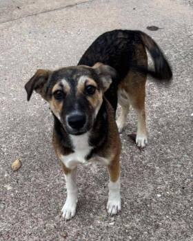 Rescue Shepherd Dogs for Adoption in El Dorado, Arkansas - Angel | PetCurious