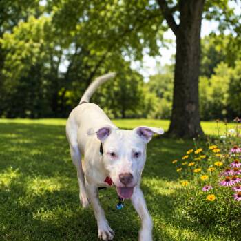 Logan -  Pit Bull Terrier Dog for Adoption in East St. Louis, Illinois - Logan | PetCurious