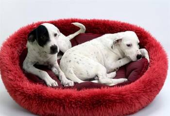 HARRY -  Dalmatian and Mixed Breed Dog for Adoption in Fort Lauderdale, Florida - HARRY | PetCurious